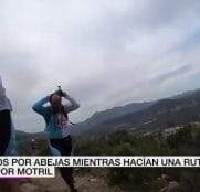 Vídeo: Unas abejas atacan a un grupo de ciclistas