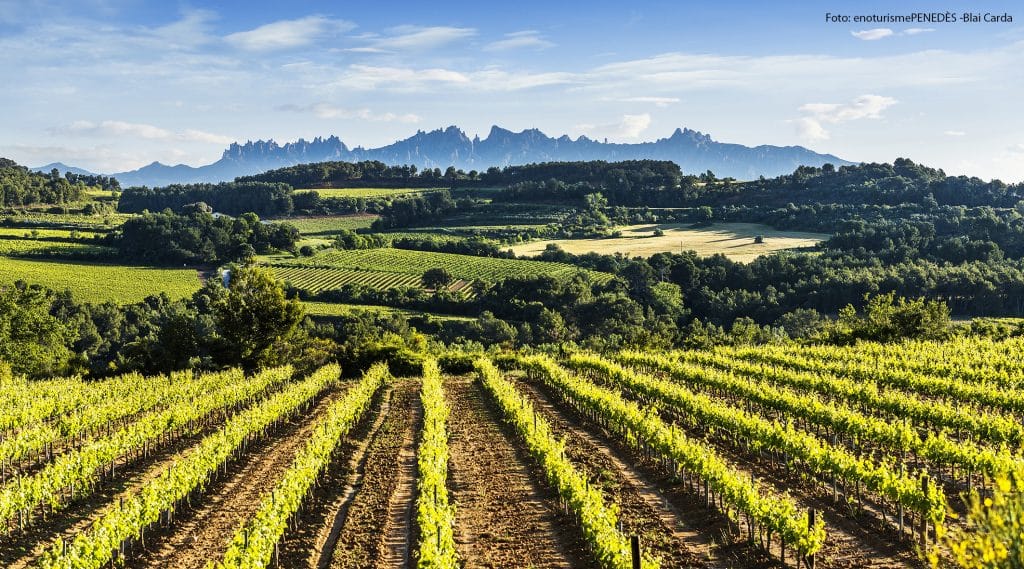 Enoturisme Penedès